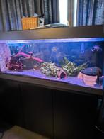 Aquarium met 3 deur kast. 1,5m en 360l, Dieren en Toebehoren, Ophalen, Zo goed als nieuw