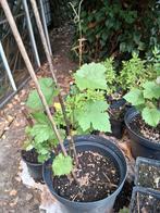 Witte druif (zoete), Tuin en Terras, Ophalen