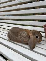 Konijntjes te koop, Dieren en Toebehoren, Konijnen, Meerdere dieren, Hangoor, 0 tot 2 jaar