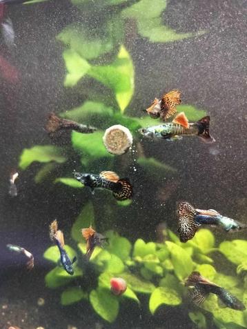 baby red dragon guppies