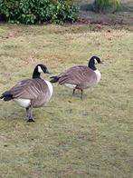 gans, Vrouwelijk, Gans of Zwaan