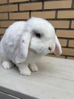 Jongen konijn, Dieren en Toebehoren, Konijnen, Mannelijk, Klein, Hangoor, 0 tot 2 jaar