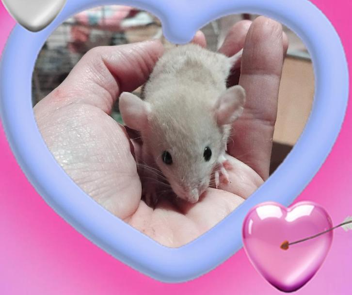 Mooie zeldzame dwergratjes ook dumbo, Dieren en Toebehoren, Knaagdieren, Meerdere dieren, Rat, Juli, Tam