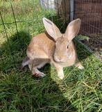 Konijnen te koop, Dieren en Toebehoren, Konijnen, Meerdere dieren, Middelgroot, 0 tot 2 jaar