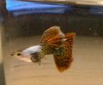 Silverado red dragon guppen, Dieren en Toebehoren, Vis, Zoetwatervis