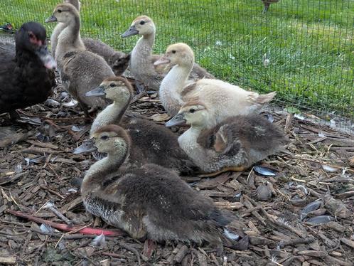 Zwart wilde Muskuseendenkuikens, Dieren en Toebehoren, Pluimvee, Eend, Geslacht onbekend