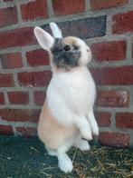 Dwergkonijn, Animaux & Accessoires, Lapins