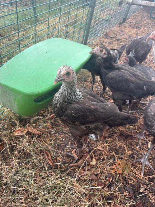 Modern engelse vechtkriel, Dieren en Toebehoren, Pluimvee