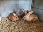 Vleeskonijnen, Dieren en Toebehoren, Vrouwelijk, Middelgroot, 0 tot 2 jaar