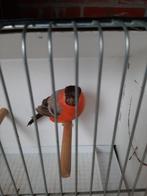 Goudvink man, Dieren en Toebehoren, Vogels | Overige Vogels
