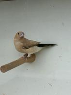 - Zilverbekjes, Meerdere dieren, Tropenvogel, Geringd