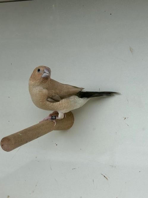 - Zilverbekjes, Dieren en Toebehoren, Vogels | Overige Vogels, Tropenvogel, Meerdere dieren, Geringd