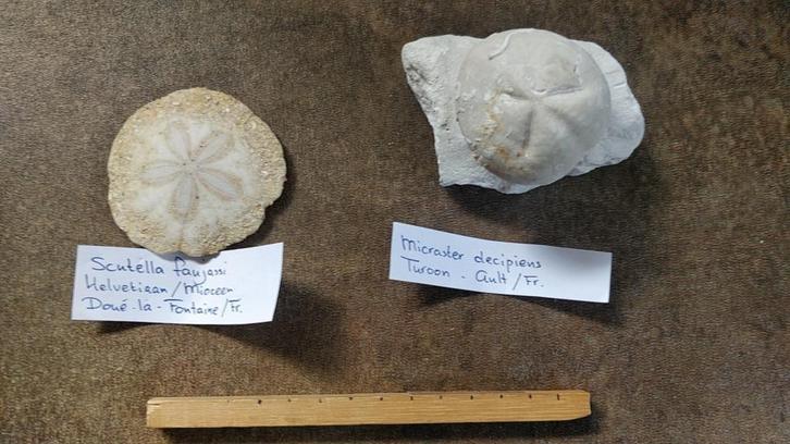 Collectie fossiele zee-egels (benoeming en vindplaats), Verzamelen, Mineralen en Fossielen, Fossiel, Ophalen of Verzenden