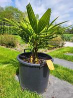palmboom winterhard - trachycarpus fortunei - eigen kweek 2, Tuin en Terras, Planten | Bomen, In pot, Ophalen, Palmboom, 100 tot 250 cm