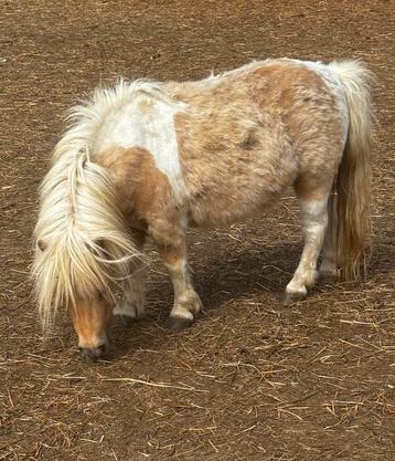 Kleine Ponny, Jument