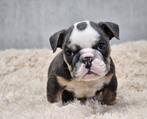 Engelse bulldog, België, Fokker | Hobbymatig, CDV (hondenziekte), 8 tot 15 weken