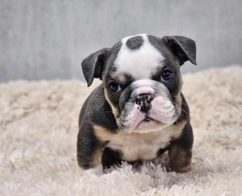 Engelse bulldog, Dieren en Toebehoren, Honden | Bulldogs, Pinschers en Molossers, Meerdere dieren, Bulldog, Fokker | Hobbymatig