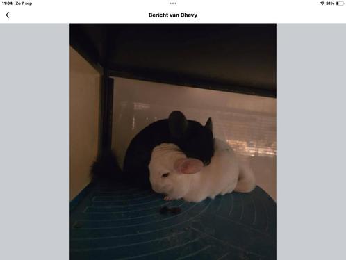 Chinchilla, Dieren en Toebehoren, Knaagdieren, Meerdere dieren, Chinchilla, April, Tam