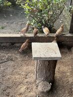 Kwartels, Dieren en Toebehoren, Meerdere dieren, Overige soorten