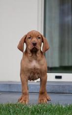 Vizsla, Dieren en Toebehoren, België, CDV (hondenziekte), 8 tot 15 weken, Meerdere