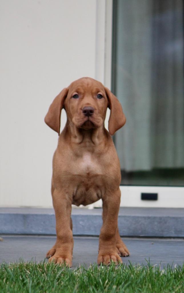Vizsla, Dieren en Toebehoren, Honden | Setters en Staande honden, Reu, Overige rassen, Fokker | Professioneel, Meerdere, België
