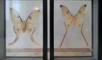 Paire de papillons encadrés – Argema mittrei, Enlèvement, Comme neuf, Autres, Animal empaillé
