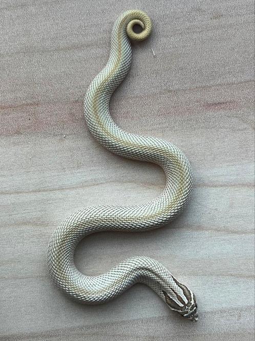Westelijke haakneusslang, 8 maand, soort: SuperConda, Dieren en Toebehoren, Reptielen en Amfibieën, Slang