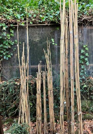 Echte bamboe, Tuin en Terras, Ophalen, Winter