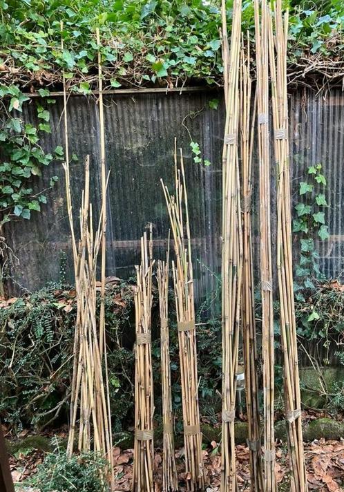 Echte bamboe, Tuin en Terras, Planten | Bomen, Winter, Ophalen