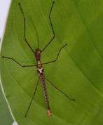 wandelende takken, Dieren en Toebehoren, Insecten en Spinnen
