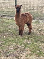 Alpaca merrie veulentjes, Dieren en Toebehoren, April, Vrouwelijk