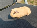 Jong creme cavia beertje rascavia, Dieren en Toebehoren, Knaagdieren, Cavia, Juni, Mannelijk, Tam