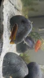 cichliden jongen, Animaux & Accessoires, Poissons | Aquariums & Accessoires, Enlèvement