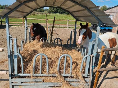 Paddock te huur, Dieren en Toebehoren, Stalling en Weidegang, Stalling