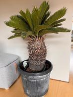 Palmboom, Tuin en Terras, Ophalen, Palmboom