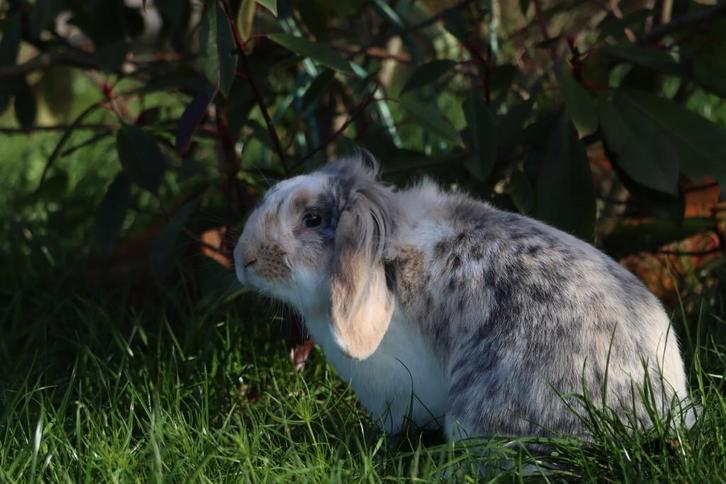 Konijn, Dieren en Toebehoren, Konijnen, Geslacht onbekend, 3 tot 5 jaar, Hangoor