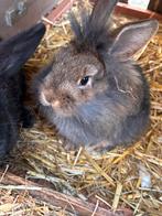 Mannelijk konijn. Leeuwenkopje, Dieren en Toebehoren, Mannelijk, Hangoor