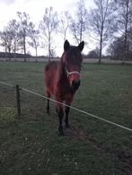 2 jarige pony merrie, Dieren en Toebehoren, Paarden, Gechipt, Merrie, 0 tot 2 jaar, Minder dan 160 cm