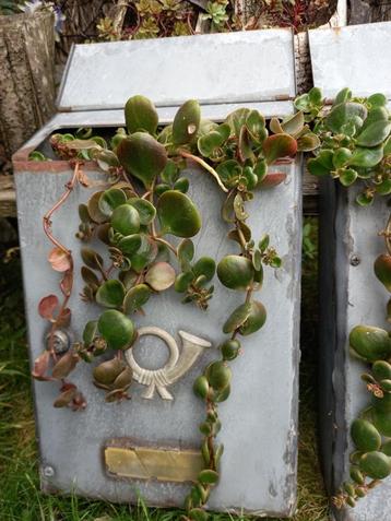 bloembak/ brievenbus met vetplanten voor buiten/winterhard beschikbaar voor biedingen