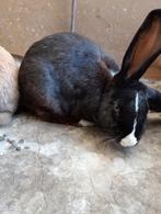 Vlinder konijn voeder, Dieren en Toebehoren