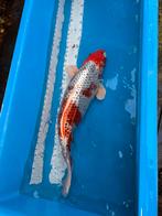 65 cm koi, Dieren en Toebehoren, Vissen | Vijvervissen, Karper of Koi