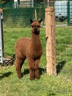 Alpaca hengst, Dieren en Toebehoren