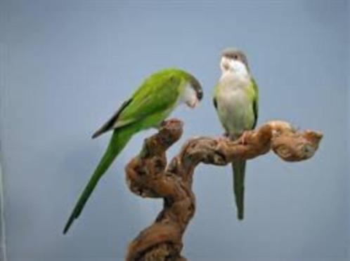 AYMARA'S, Dieren en Toebehoren, Vogels | Parkieten en Papegaaien, Dwergpapegaai of Agapornis, Meerdere dieren, Pratend, Tam, Geringd