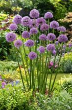 Allium gladiator / gigantum (zaadjes), Tuin en Terras, Overige soorten, Vaste plant, Ophalen of Verzenden, Halfschaduw