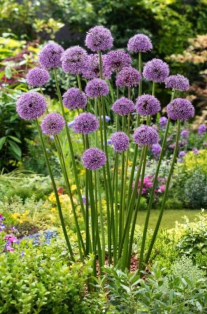 Allium gladiator / gigantum (zaadjes), Tuin en Terras, Planten | Tuinplanten, Vaste plant, Overige soorten, Halfschaduw, Zomer