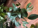 Philodendron dragontail, Huis en Inrichting, Ophalen of Verzenden