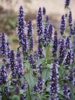 Agastache "Black Adder", Tuin en Terras, Ophalen