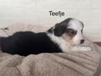 Border collie pups, Dieren en Toebehoren, Honden | Herdershonden en Veedrijvers, België, CDV (hondenziekte), 8 tot 15 weken, Collie