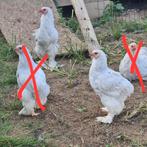2 brahma kuikens, Dieren en Toebehoren, Pluimvee