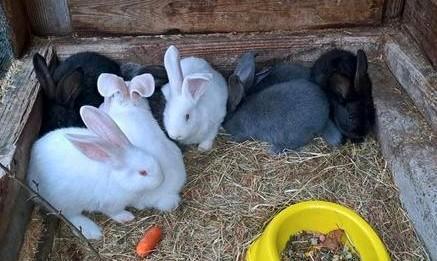 Vlaams-Duitse reuzen diverse kleurslagen, Dieren en Toebehoren, Konijnen